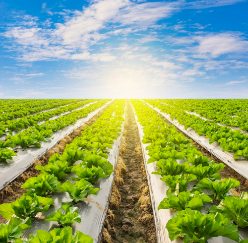 PolyAdds Newanox Antioxidant 168: Providing Long-Lasting Oxidation Protection for Automotive and Industrial Polymers