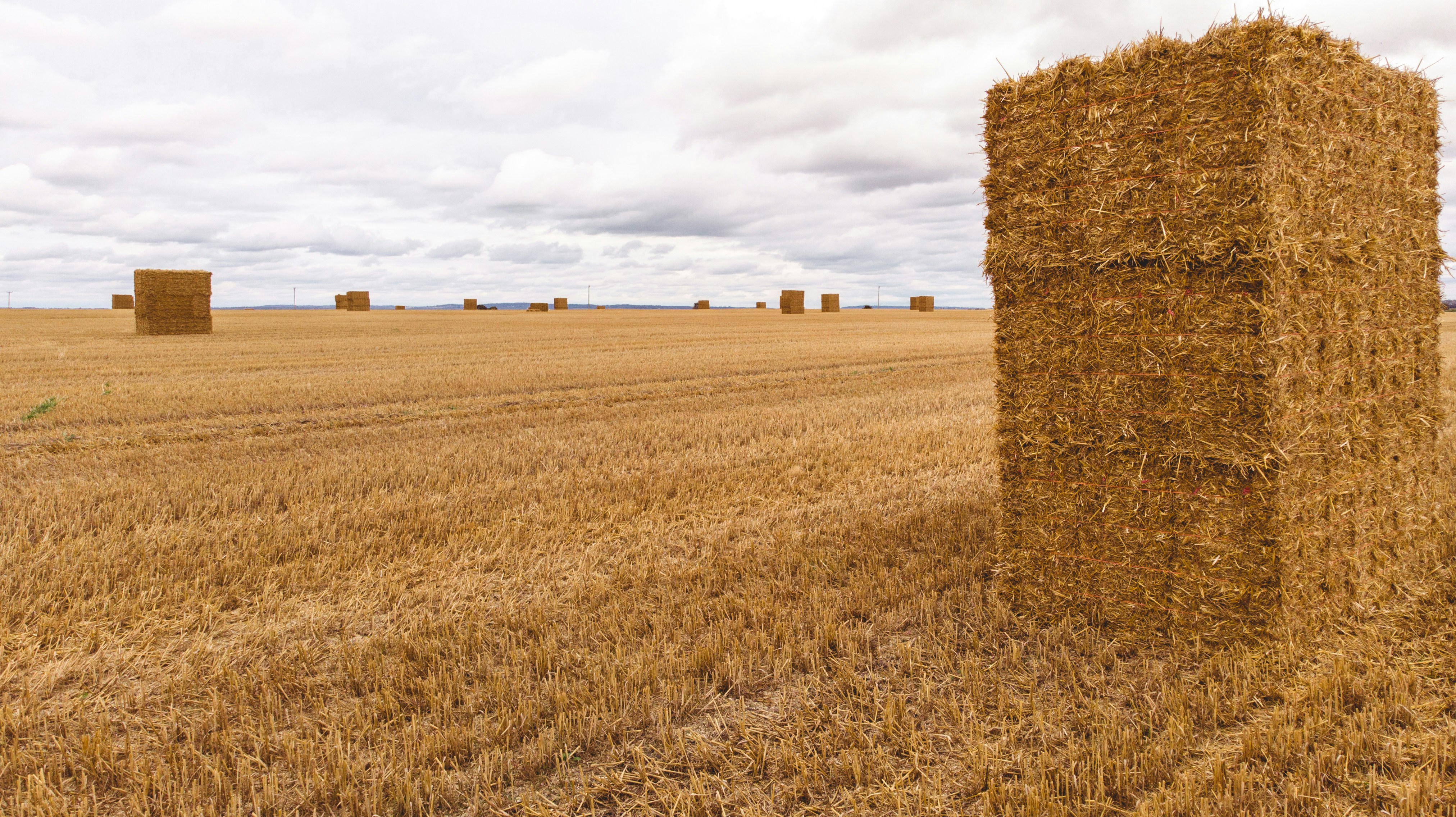 A wheat straw cutting board showing its solid, durable surface.