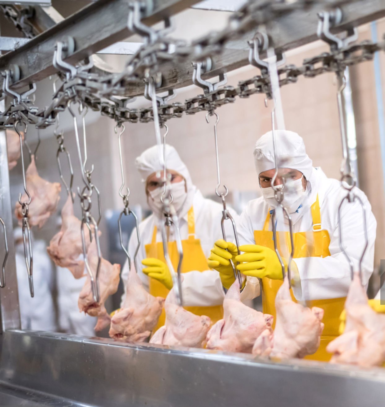 Replacement Conveyor Parts for Food Processing