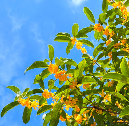 A fragrância do outono: o osmanthus doce na China.