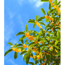 The Fragrance of Autumn: Sweet Osmanthus in China