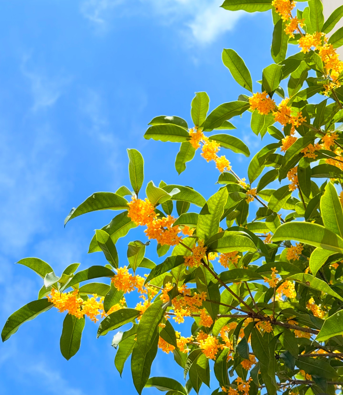 The Fragrance of Autumn: Sweet Osmanthus in China