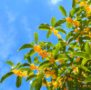 A fragrância do outono: o osmanthus doce na China.