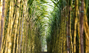 Важнейшая роль цепочки сахарных заводов в процессе производства сахара
