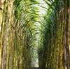 The Essential Role of Sugar Mill Chain in the Sugar Production Process