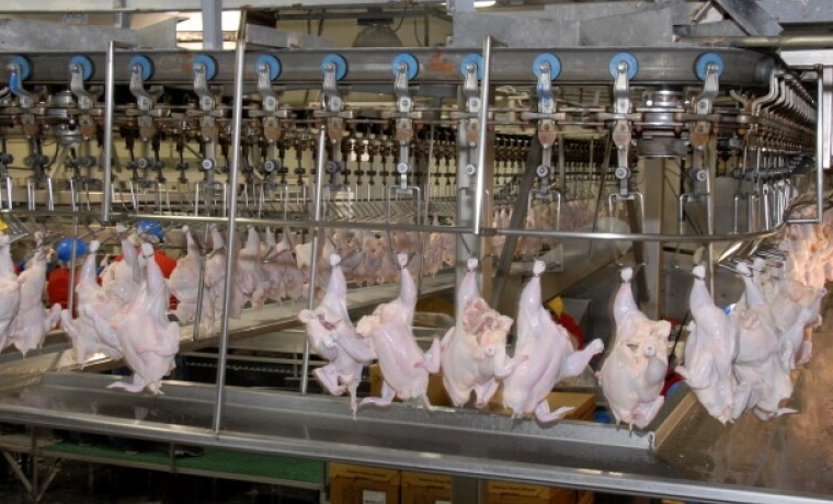 Poultry Conveyor System