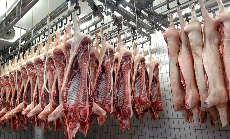 Pig Slaughter System