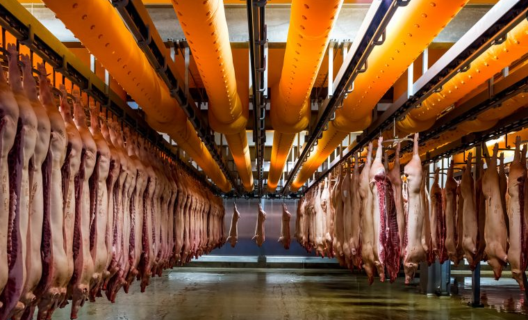 Tapete transportador para processamento de carne de porco