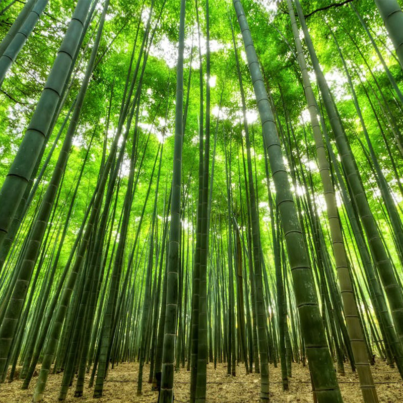 Why Choose Fast-Growing Sustainable Bamboo?