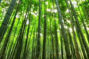 Why Choose Fast-Growing Sustainable Bamboo?