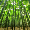 Why Choose Fast-Growing Sustainable Bamboo?