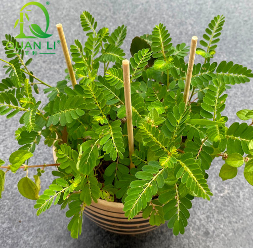 Bamboo Plant Supports Natural Bamboo Plant Stakes Plant work for Indoor and Outdoor Plants Wholesale