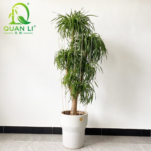 Bamboo Plant Supports Natural Bamboo Plant Stakes Plant work for Indoor and Outdoor Plants Wholesale