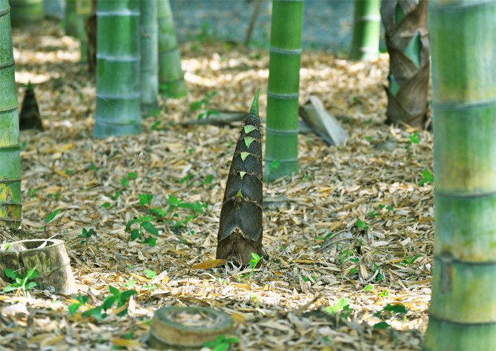 bamboo shoot