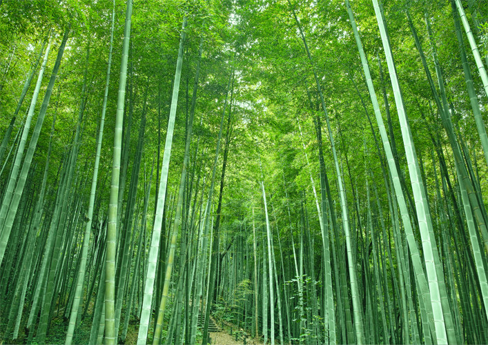 bamboo