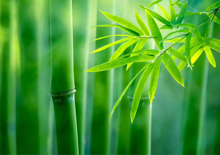 bamboo