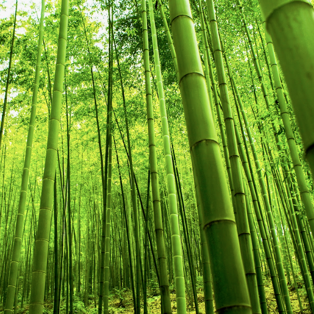 bamboo disposable cutlery