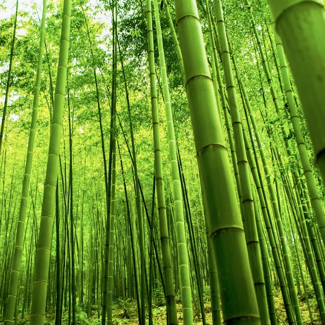 Why Choose Fast-Growing Sustainable Bamboo?