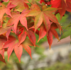 Start of Autumn: Seasonal Inspiration Meets Sustainable Manufacturing