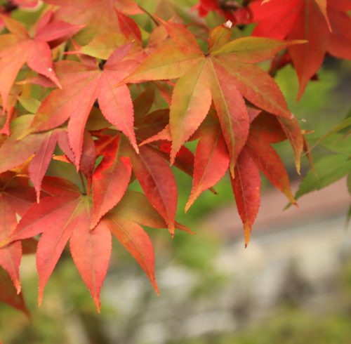 Start of Autumn: Seasonal Inspiration Meets Sustainable Manufacturing