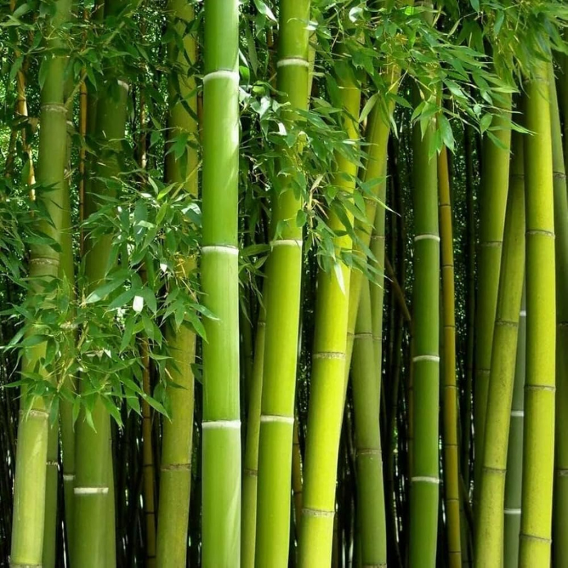 Bamboo in Daily Life: Ancient Traditions and Modern Eco-living