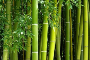 Bamboo in Daily Life: Ancient Traditions and Modern Eco-living