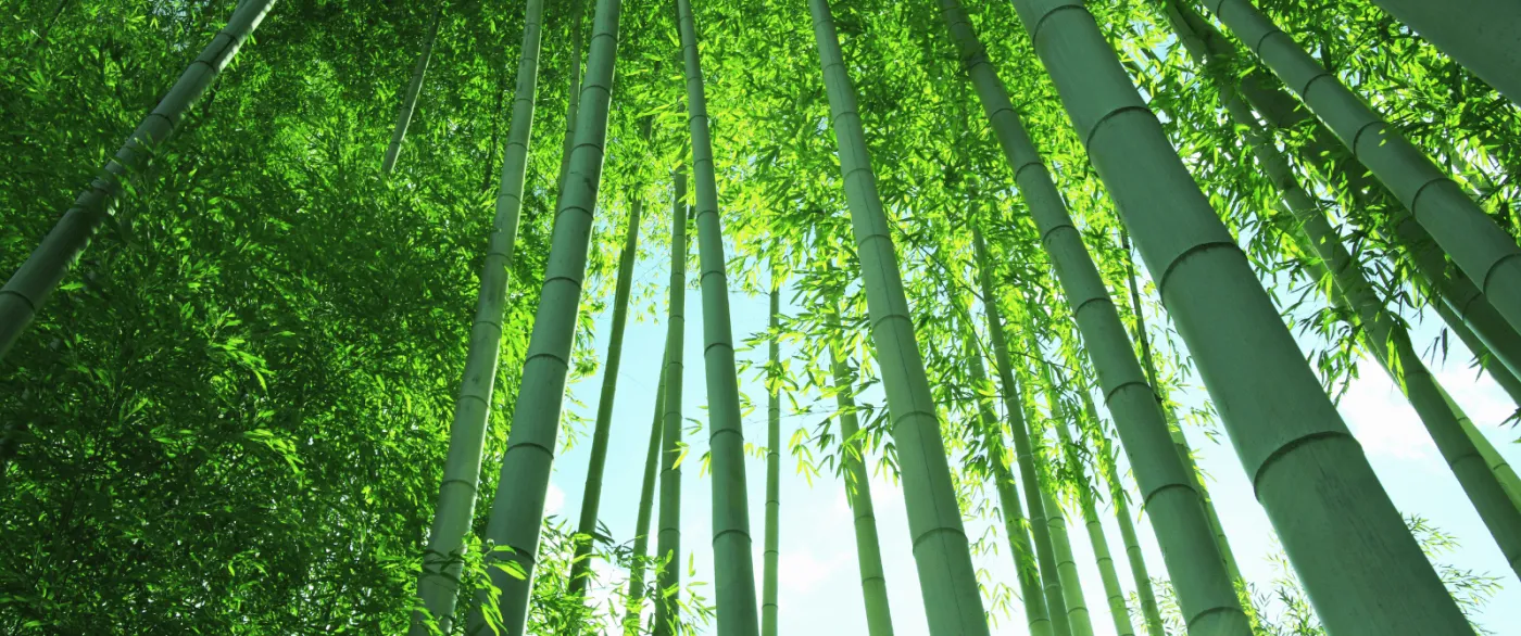 Moso bamboo grove at the QL raw material base in Fujian