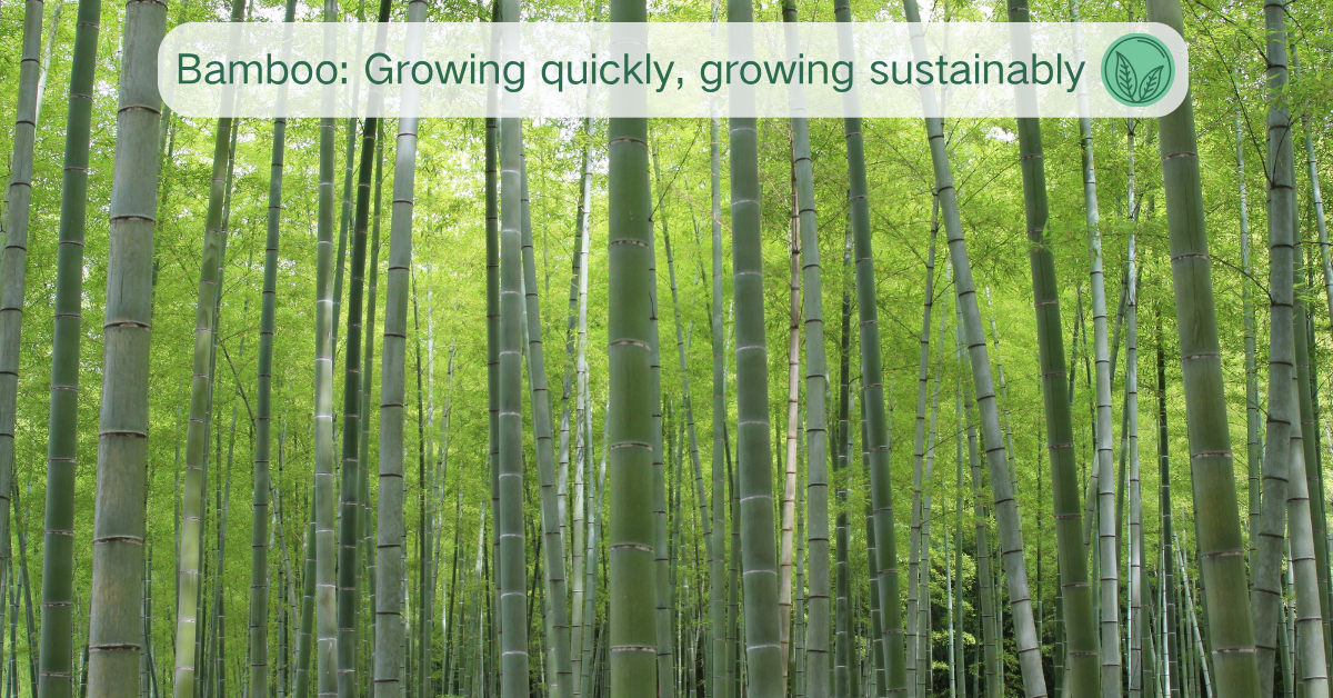 Sustainable bamboo forest