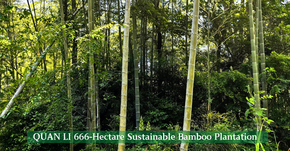 666-Hectare Bamboo Plantation