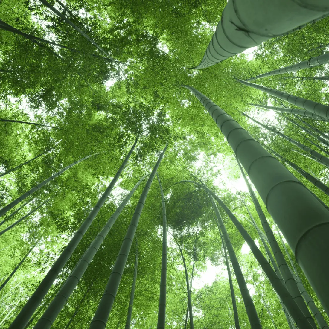 Moso bamboo forest used as raw material for QL bamboo tableware
