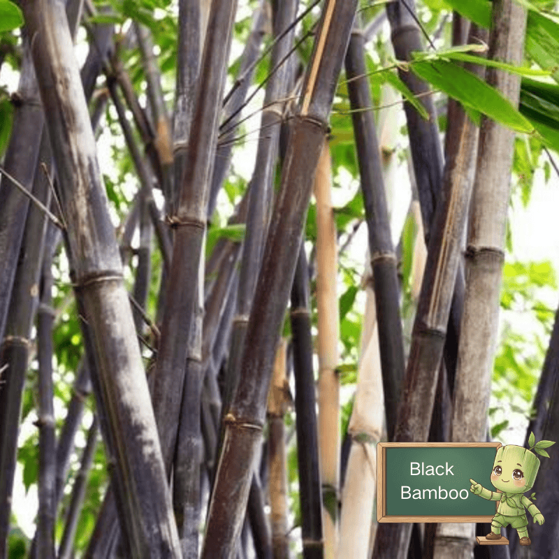 Black bamboo