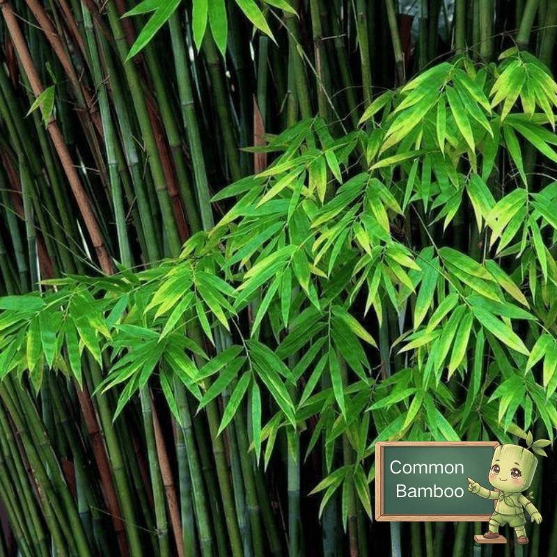 Common bamboo