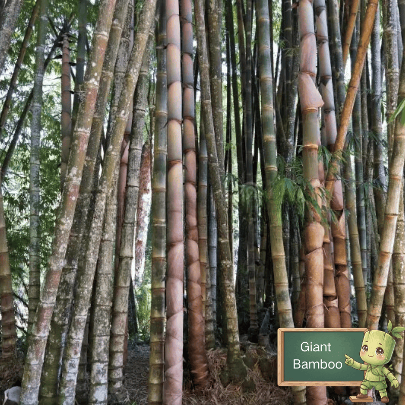 Giant bamboo