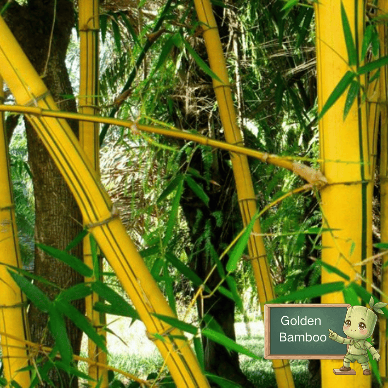 Golden bamboo