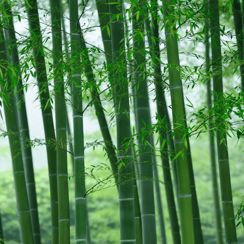 6 Essential Bamboo Species: An Industrial Guide