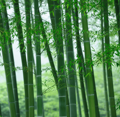6 Essential Bamboo Species: An Industrial Guide