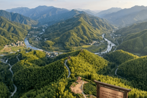 Where Does Bamboo Grow? A Quick Guide for Buyers