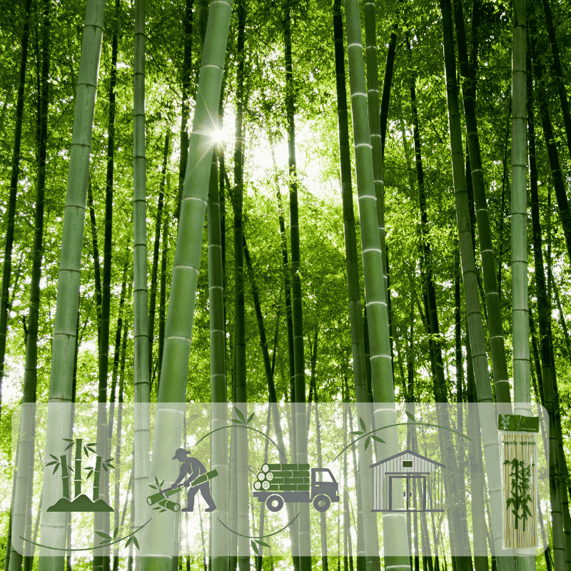 Eco-friendly bamboo skewer from farm to factory