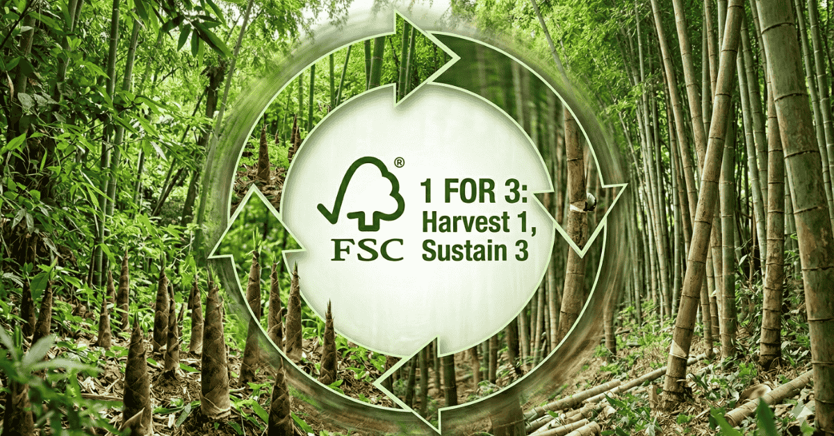 Sustainable bamboo harvesting cycle in Fujian forest