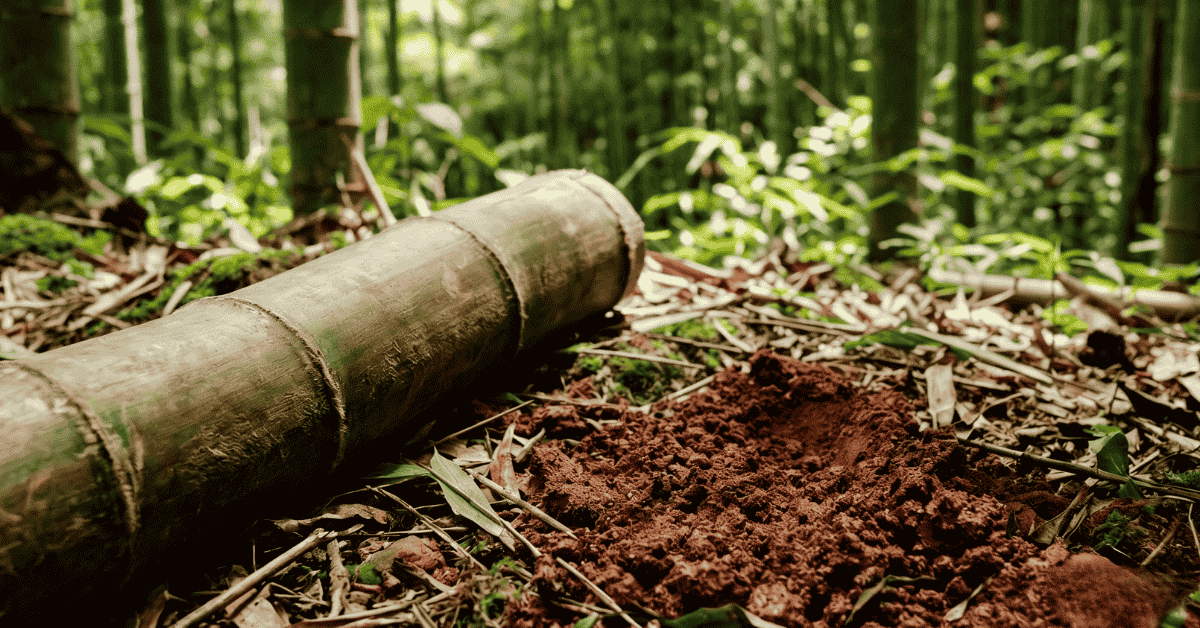 Rich red soil in Fujian forest for growing high-density Moso bamboo