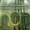 From Soil to Saw: How Bamboo Care and Harvesting Define Quality