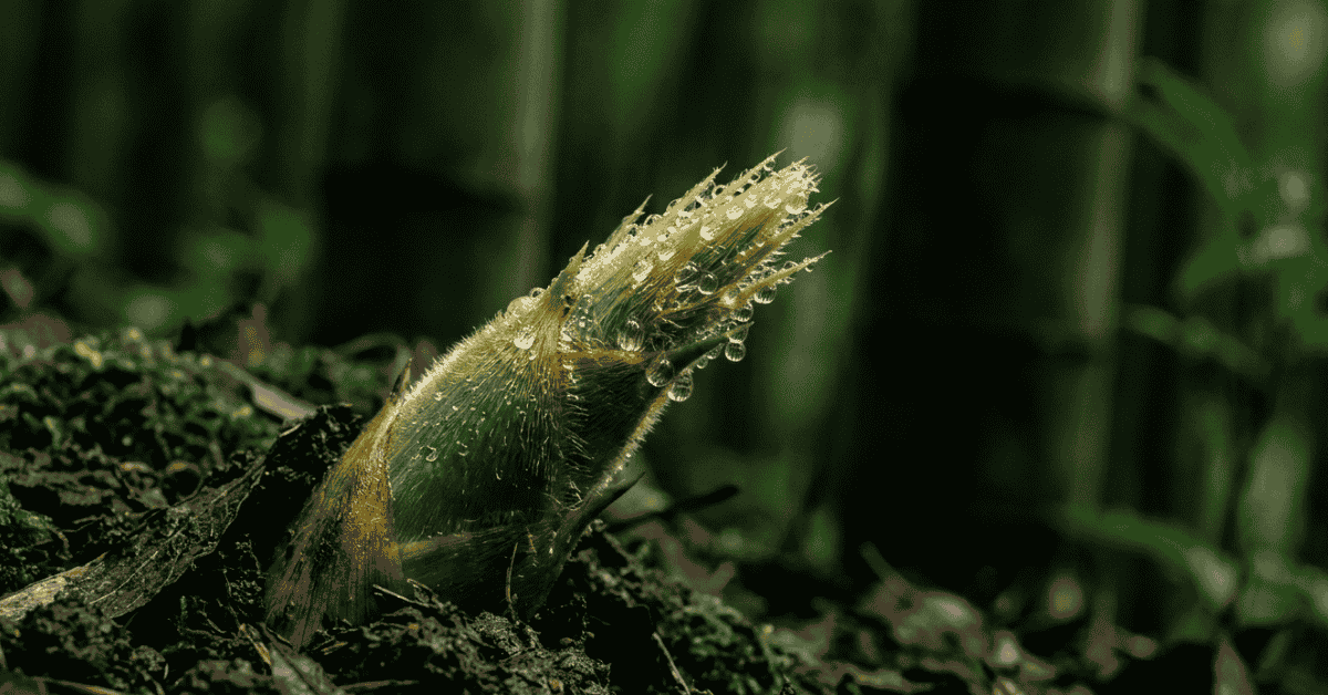New bamboo shoot with dew on tip