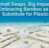 Beyond World Oceans Day: QL Driving Natural Solutions for Marine Eco-Protection