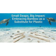 Beyond World Oceans Day: QL Driving Natural Solutions for Marine Eco-Protection