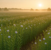 Who Is the Producer of Linen Fabric?