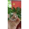 Thickness 2mm 3mm 4mm 5mm 10mm High Quality Hemisphere Clear Semicircle  Dome Cover Lens Optical glass dome  BK7 BK10 H-K9L