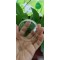 Thickness 2mm 3mm 4mm 5mm 10mm High Quality Hemisphere Clear Semicircle  Dome Cover Lens Optical glass dome  BK7 BK10 H-K9L
