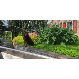 The Ultimate Guide to Pet Grooming Tubs: Equipment and Techniques Explained