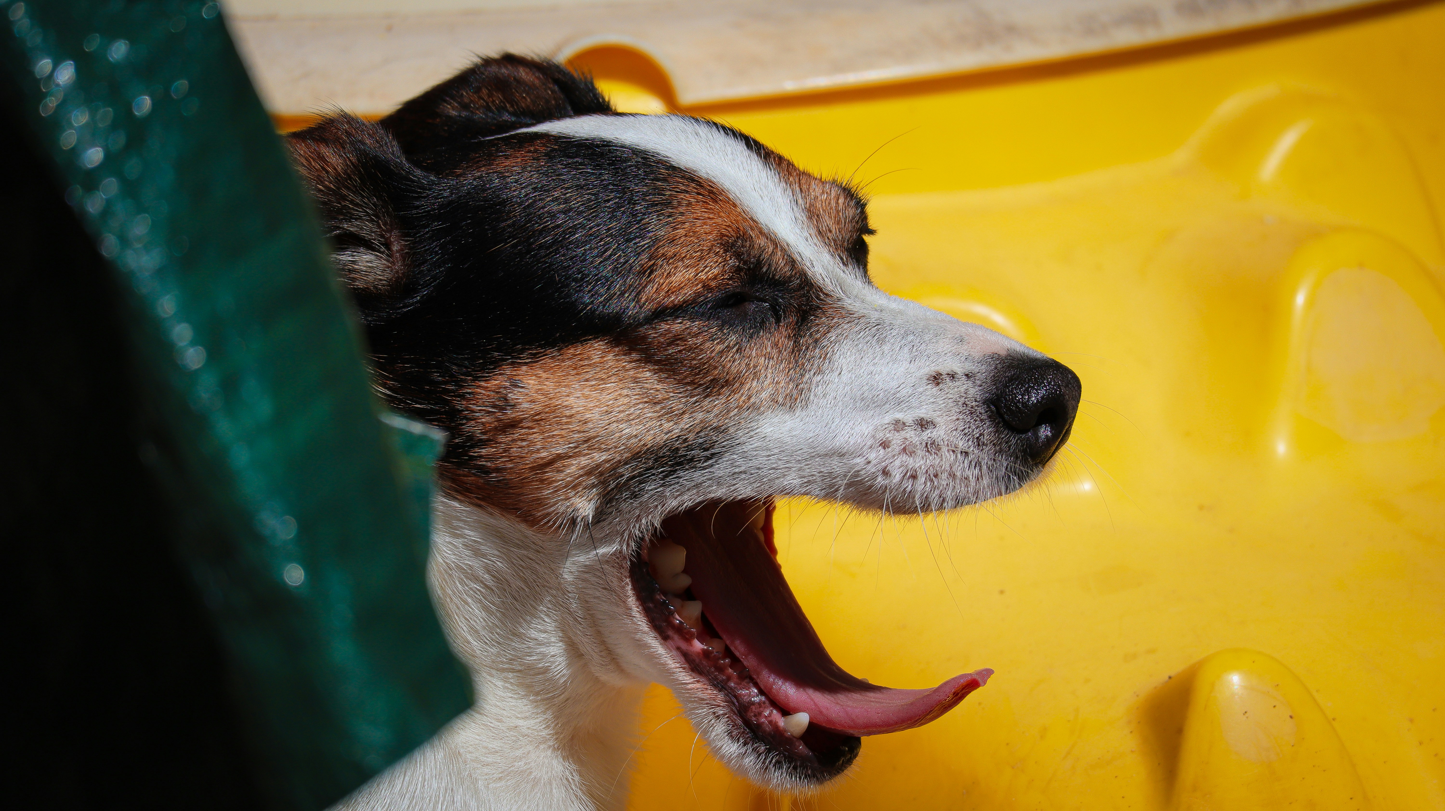 A groomer using a high-velocity dryer on a dog in a grooming tub