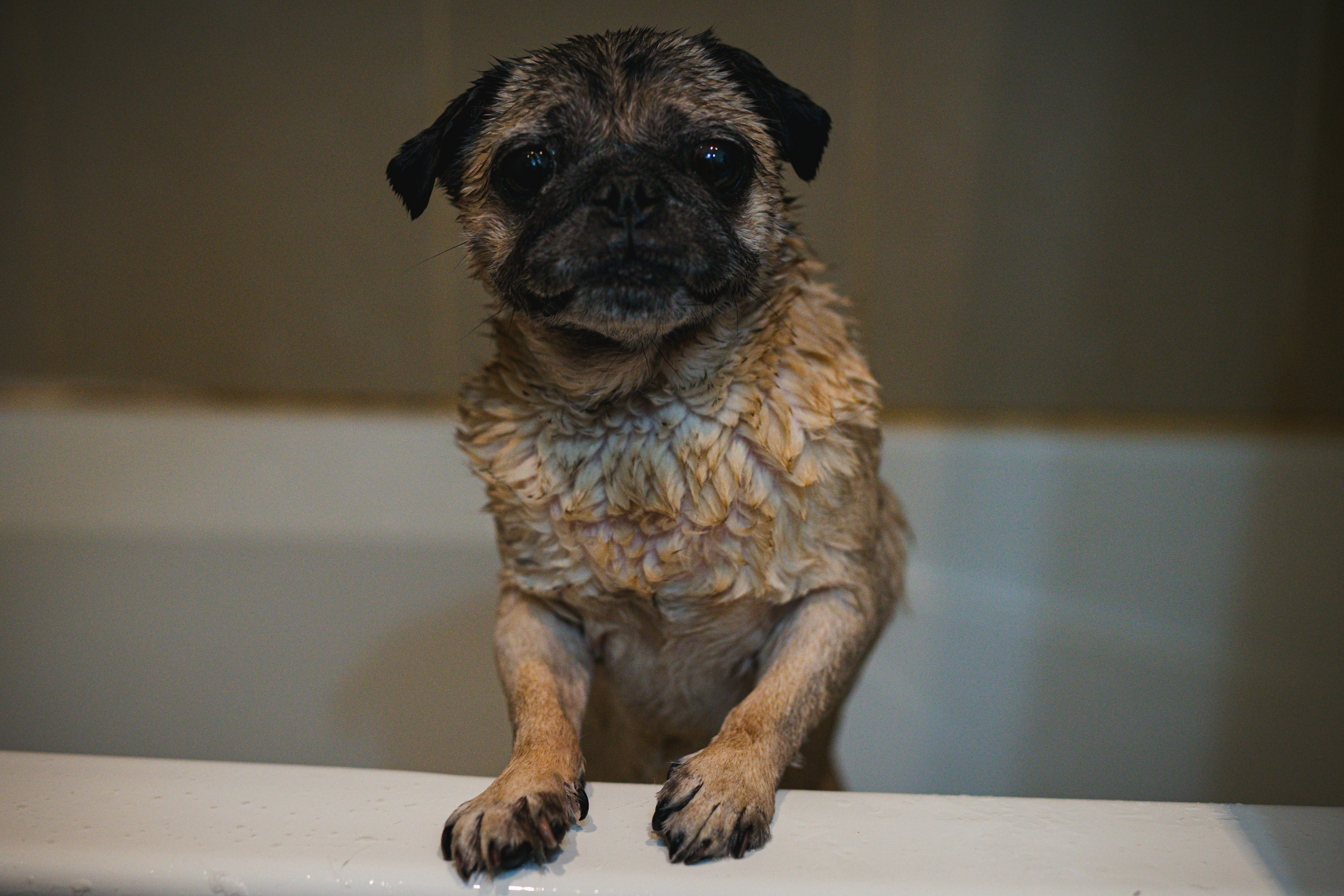 A dog standing securely on a non-slip mat inside a stainless steel grooming tub